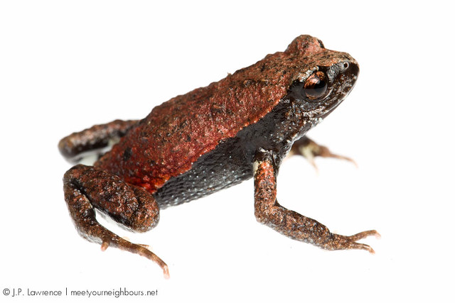 Copper-backed Brood Frog