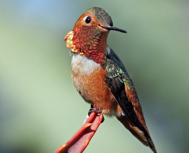 Allen's Hummingbird (Explored)