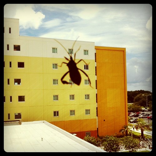 A King-Kong-like large creature is clearly "attacking" USF at Juniper-Poplar Hall.