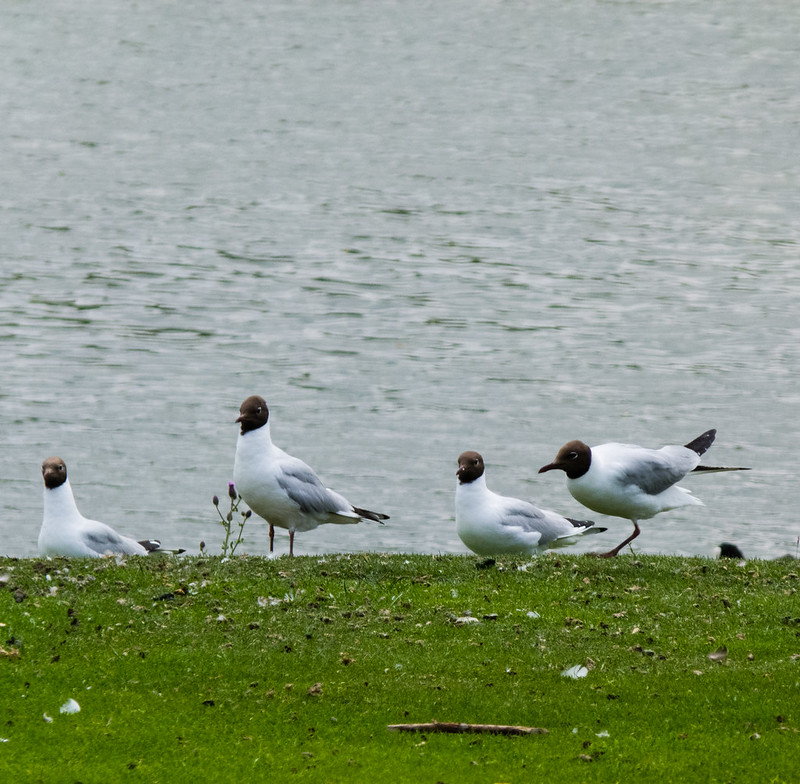Black headed gulls feeding on a golf course