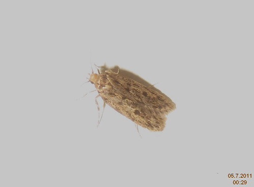 Brown house-moth (indoors) | UK0647 Hofmannophila pseudospre… | Flickr