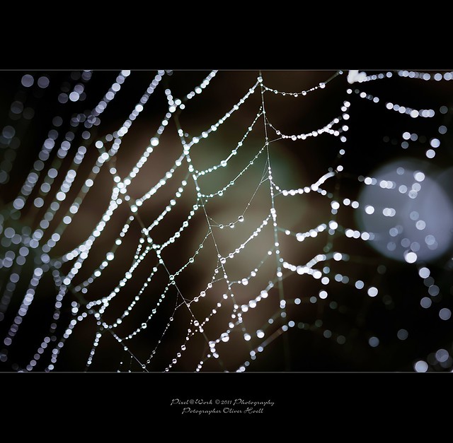 (spider's) web