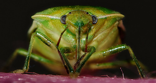 green oklahoma bug nikon nikkor ok shawnee stink hilare acrosternum flickraward nikonflickraward