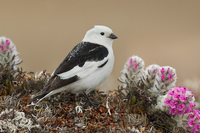Snow Bunting with Wooly Lousewort