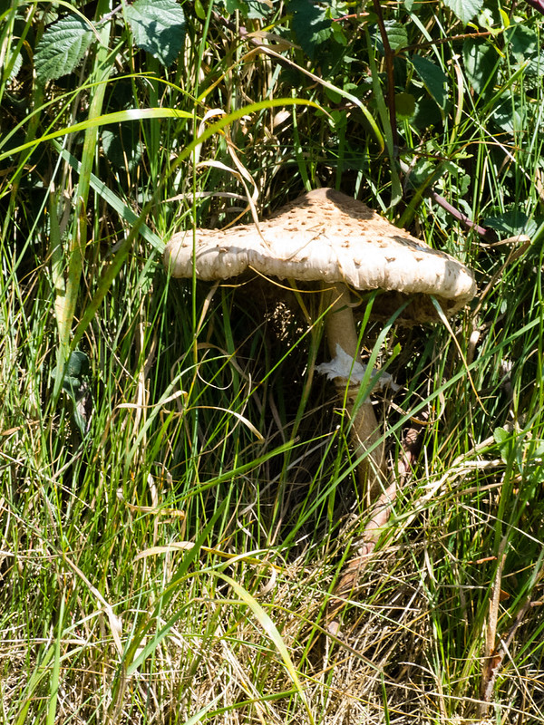 Shaggy parasol
