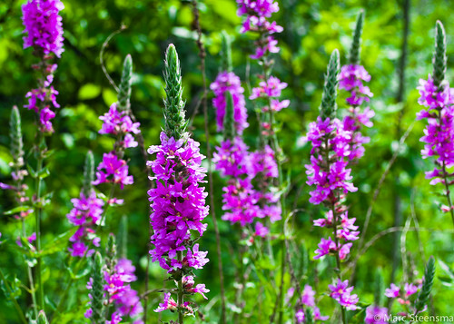 travel plants usa green nature beautiful field photography nikon purple michigan wildlife brush greatlakes adventure treeline d3100
