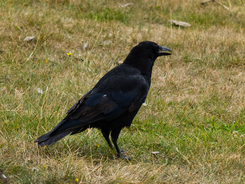 Carrion crow playing with a small piece of wood