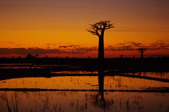 Baobab et rizières