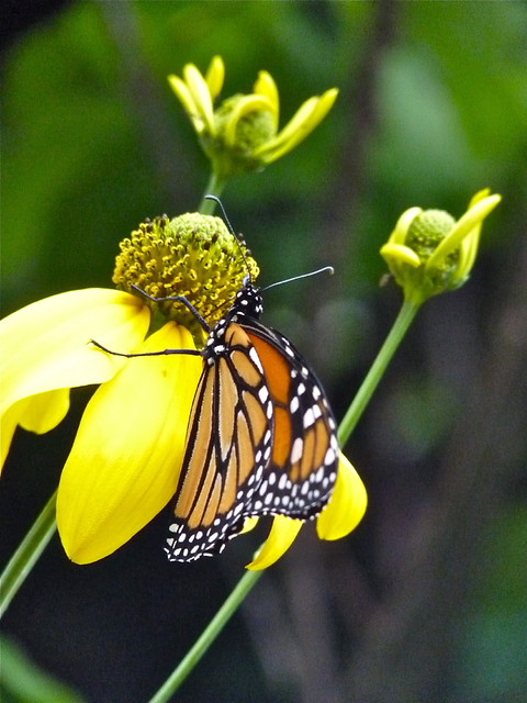 Monarch Butterfly on Rudbeckia Laciniata