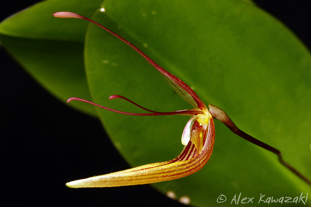 Micro Orquídea