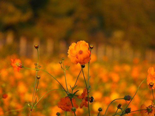 flowers autumn summer orange field yellow fence gold bokeh fallcolors wildflowers cosmos autumnal hff cosmossulphureus bokehlicious fencedfriday