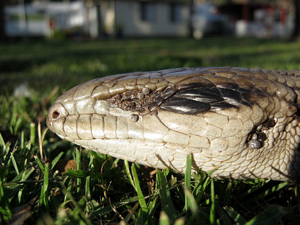 Tick Infested Blue-tongue 2