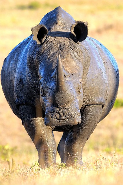 White rhino, after a roll in the mud