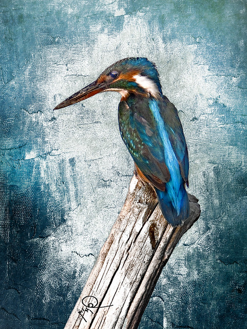 king fisher 2