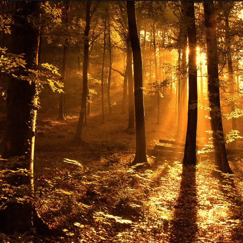 forest | Casey Bird | Flickr