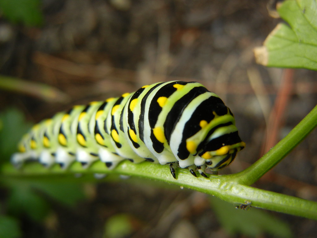 Caterpillar