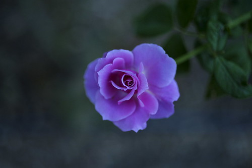 light purple rose by slowhand7530