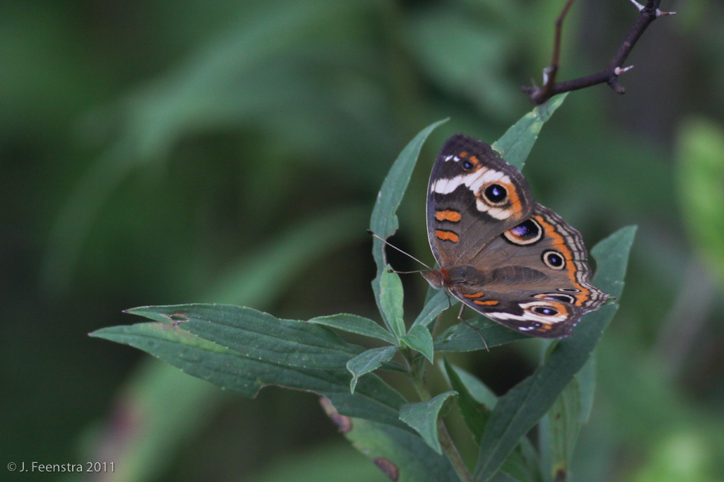 We'll look at everything; dragonflies and butterflies like this Buckeye...