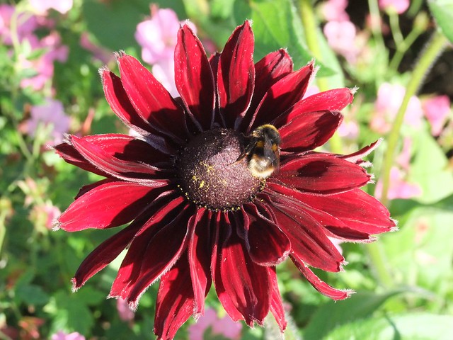 The bees love my red Rudbeckia