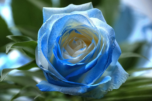 Blue Rose | ...es gibt rote, weiße und jede Menge anderer Ro… | Flickr