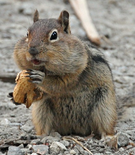 washington eating stripes ngc npc peanut leavenworth groundsquirrel thousandtrails nikond90 cheeksfull blinkagain leavenworththousandtrails nikkor18to200mmvrlens