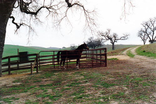 Lone Horse | by South of Phrygia
