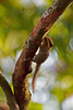 Pygmy Squirrel - Tanjung Puting National Park