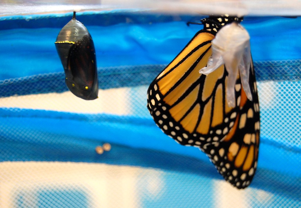 Chrysalis, Butterfly, and Empty Wrapper
