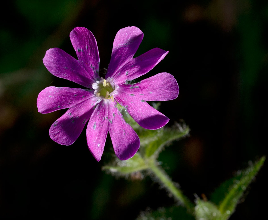 Pink/Red Campion - Silene dioica