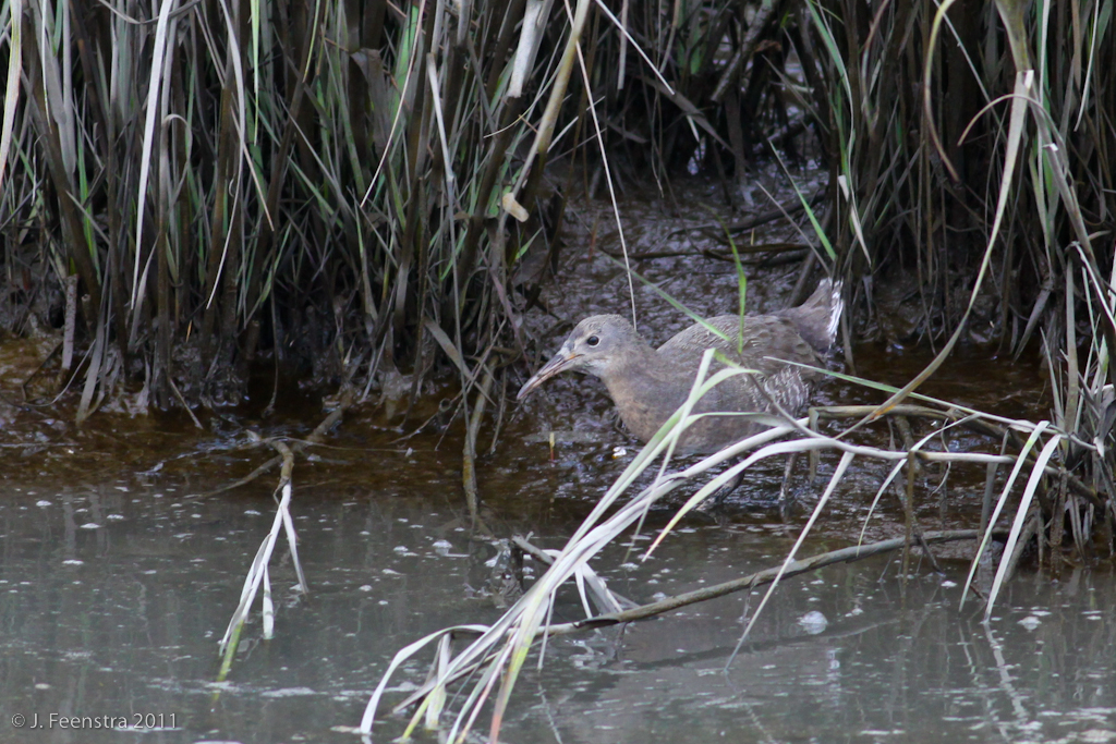 ...and marsh birds like this Clapper Rail, and Saltmash and Seaside Sparrows can often be found.