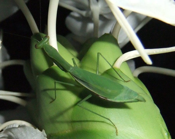 Mantid (Female Callimantis sp.)