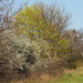 Flickr photo 'Prunus spinosa + Acer platanoides (48°08' N 16°27' E)' by: HermannFalkner/sokol.