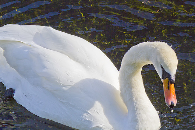 Swan at Rothesay Castle