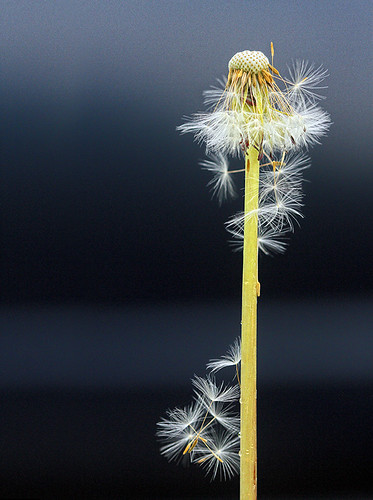 When Summer's but a Memory | by Buddha's Ghost