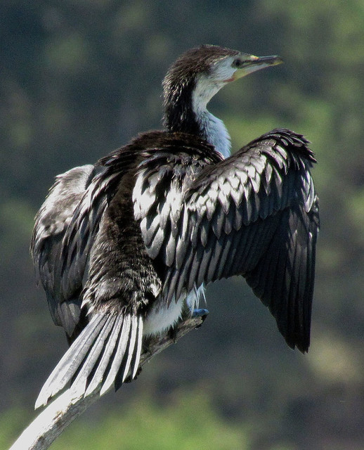 Pied Shag