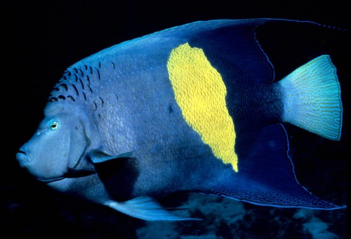 Yellowspot Angelfish