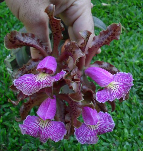 C. schilleriana tipo | by moises.bravim