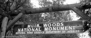 muir woods national monument | by Shockingly Tasty