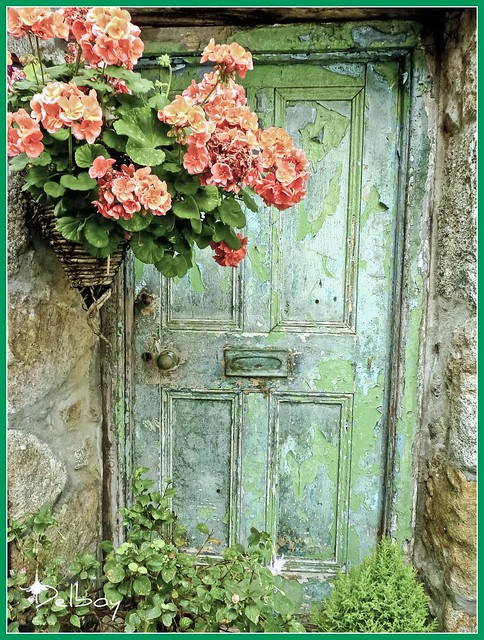 A door battered by time, but brightened by flowers