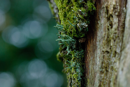 creative decay | by Exmoor Mare
