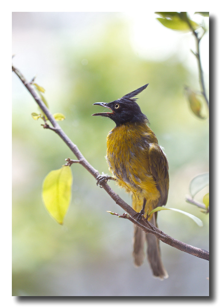 Tiếng Chim Chào Mào Núi Gọi Bầy Siêu Nhạy 2021 - Hội Chim Trời - YouTube