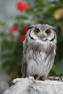 Southern white faced scops owl | by Takashi(aes256)