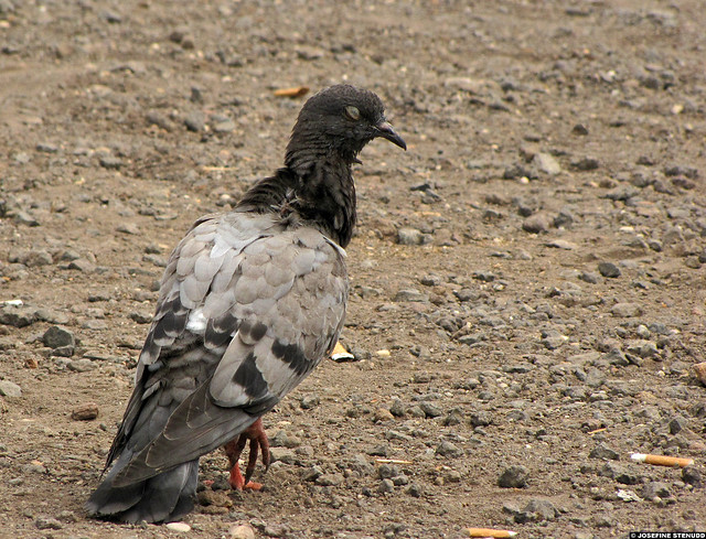 20110608_07 Terrible-looking (& blinking) pigeon by the Colosseum | Rome, Italy