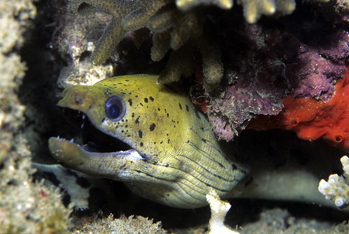 Fimbrated Moray Eel
