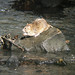 Flickr photo 'Brown Rat in mid-stream' by: Sciadopitys.