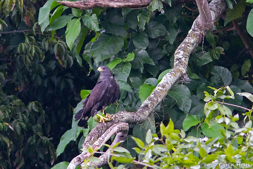 Gavilán Zamuro / Zone-tailed Hawk (Buteo Albonotatus) | Flickr