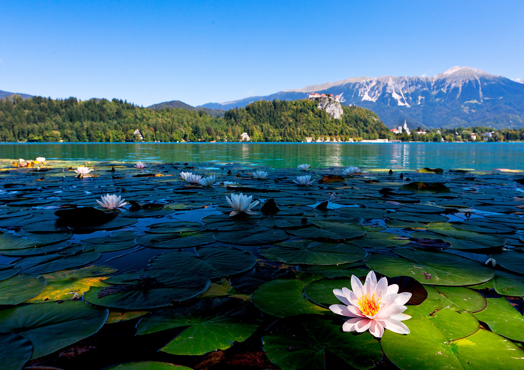 Водяная краса. Озеро кувшинки Архыз. Кувшинка горный Алтай. Озеро Манжерок Лотосы. Скадарское озеро с кувшинками.