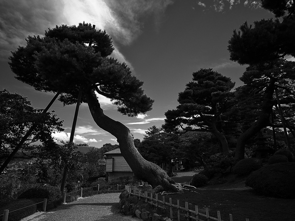 pine tree by slowhand7530