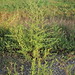 Flickr photo 'Bassia scoparia subsp. densiflora (48°07' N 16°26' E)' by: HermannFalkner/sokol.