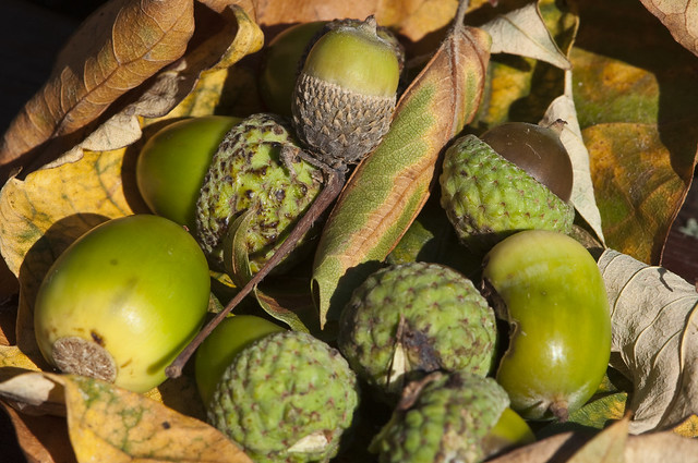 autumn acorns on newly fallen leaves